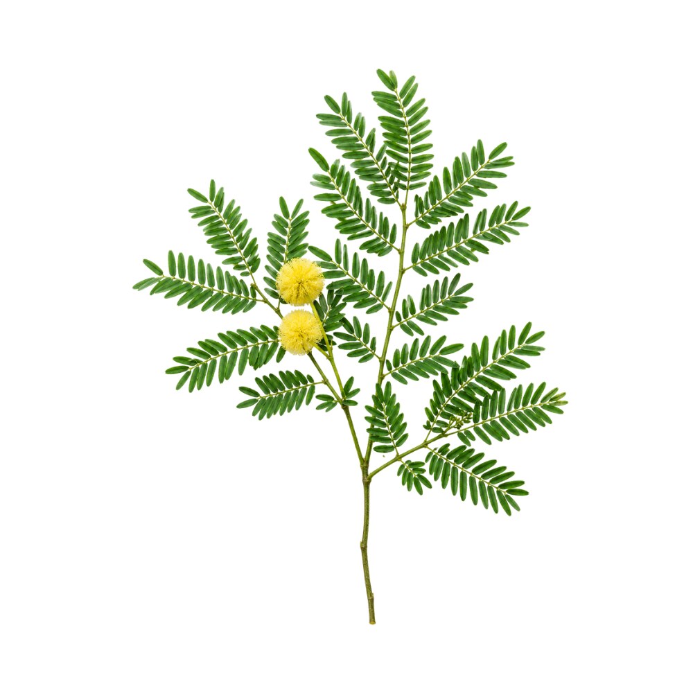 Acacia