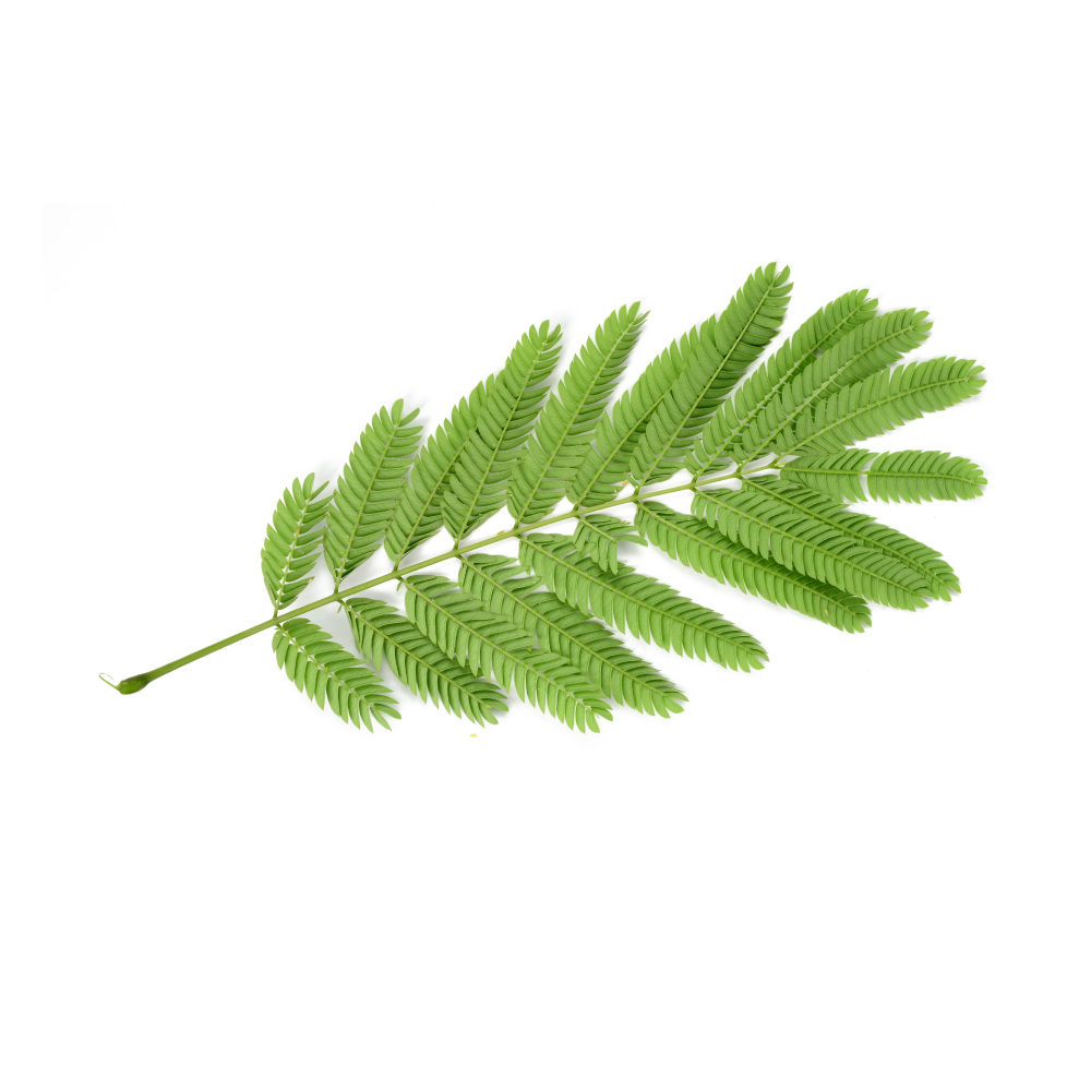 Albizzia