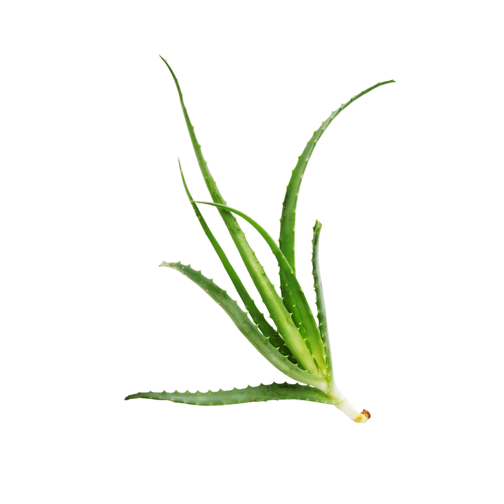 Aloe