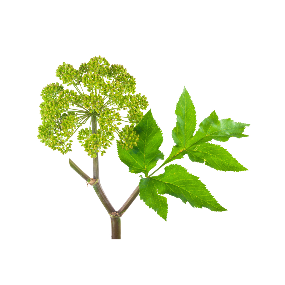 Angelica