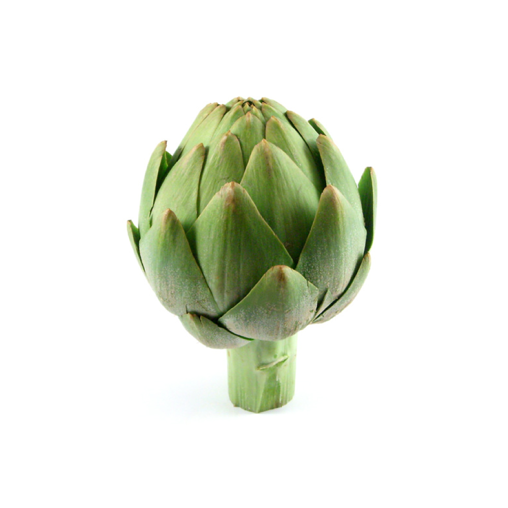 Globe Artichoke