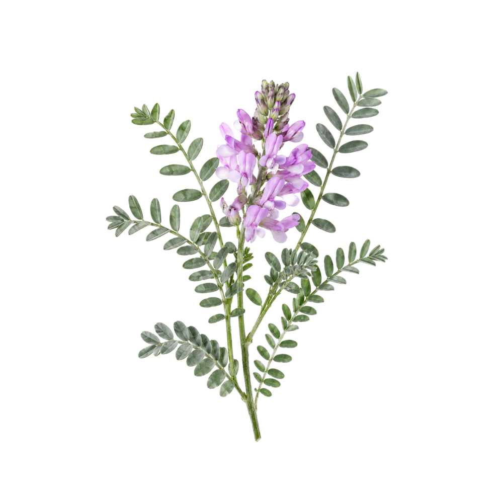 Astragalus