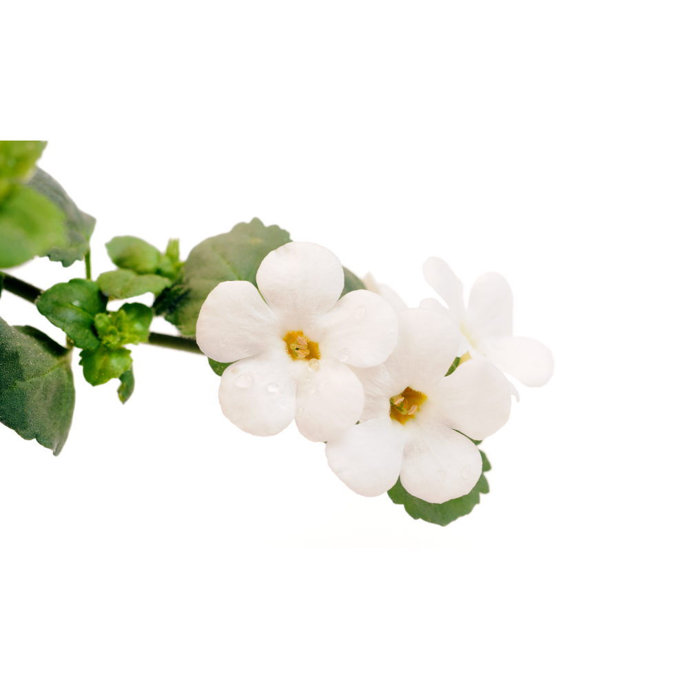 Bacopa