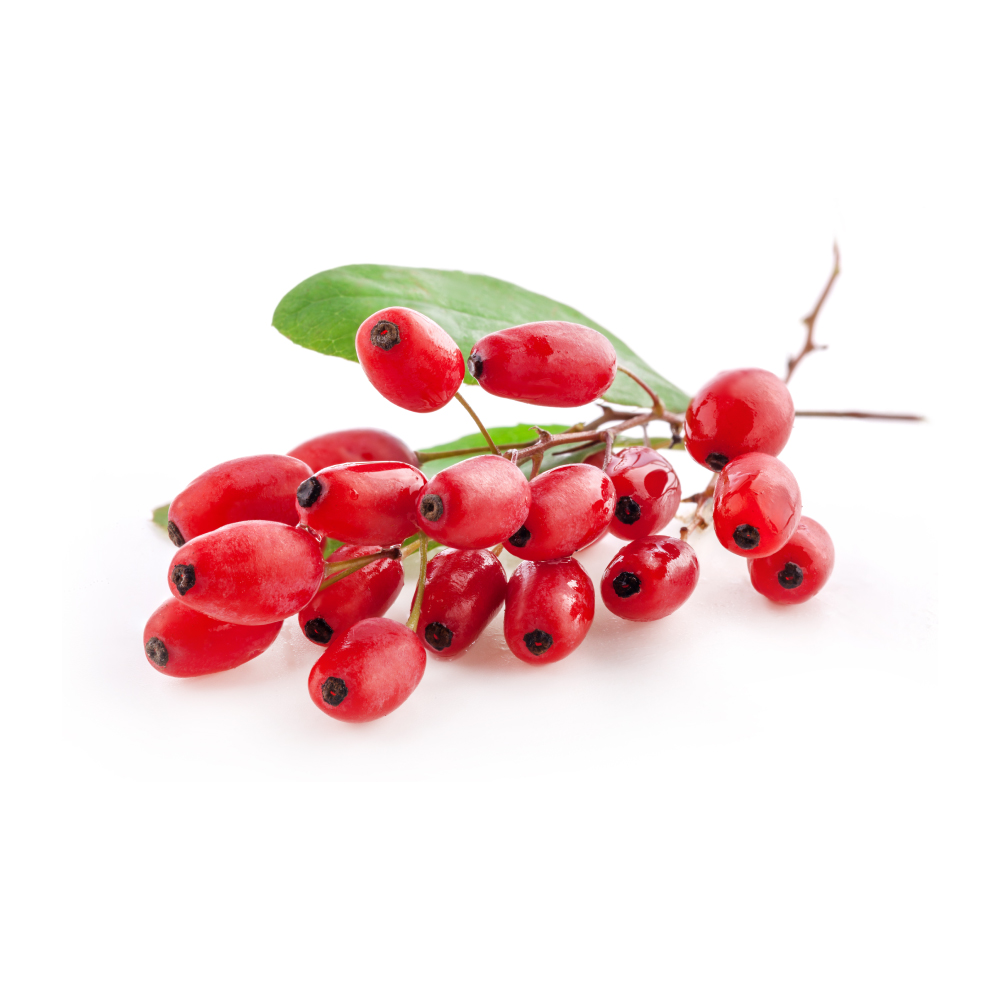 Barberry