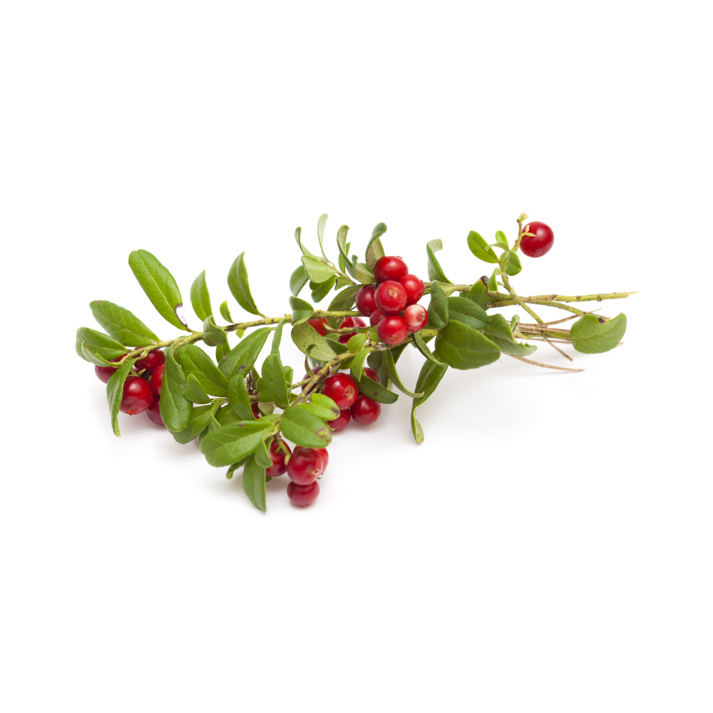 Bearberry