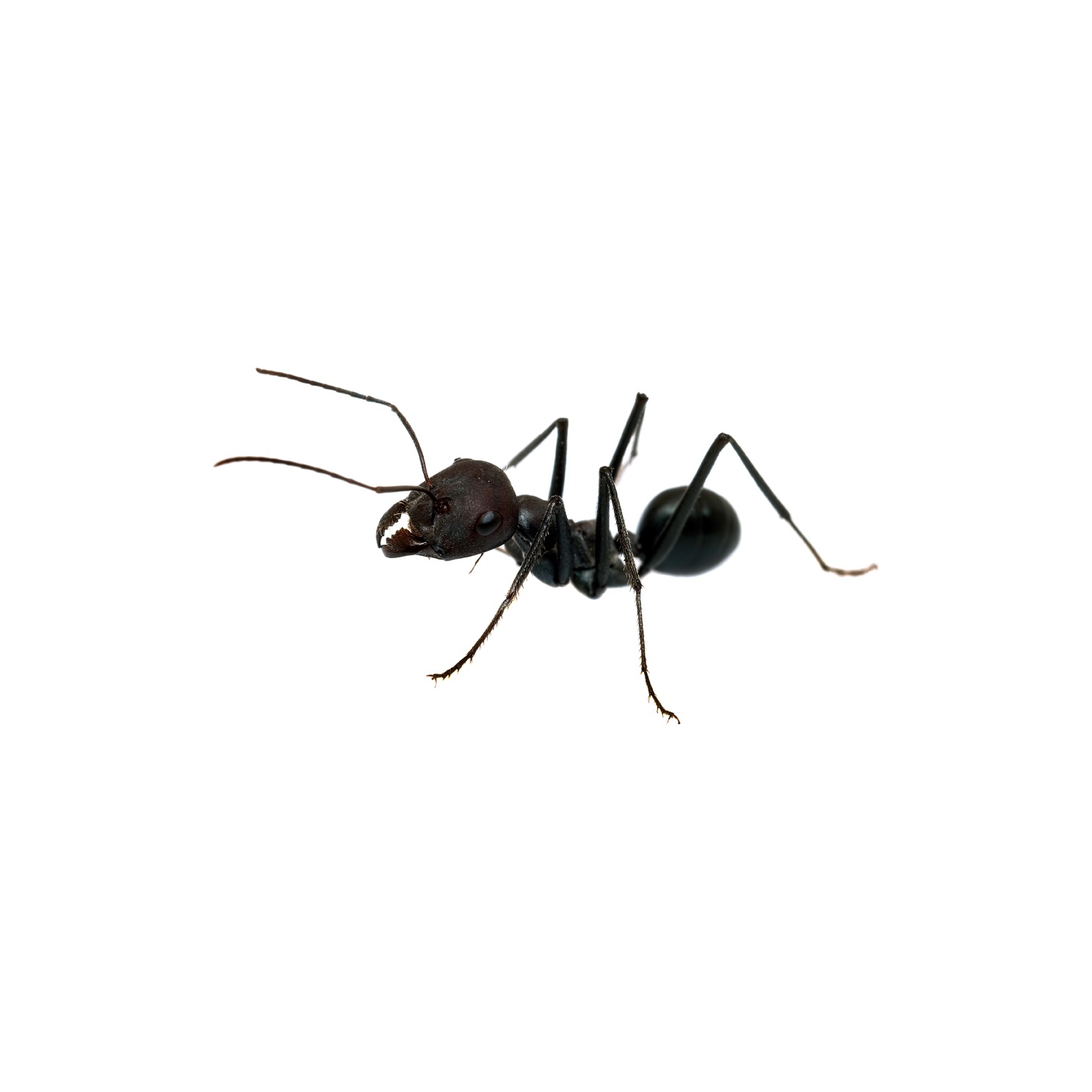 Black Ant