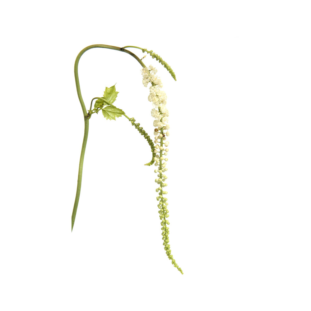 Black Cohosh
