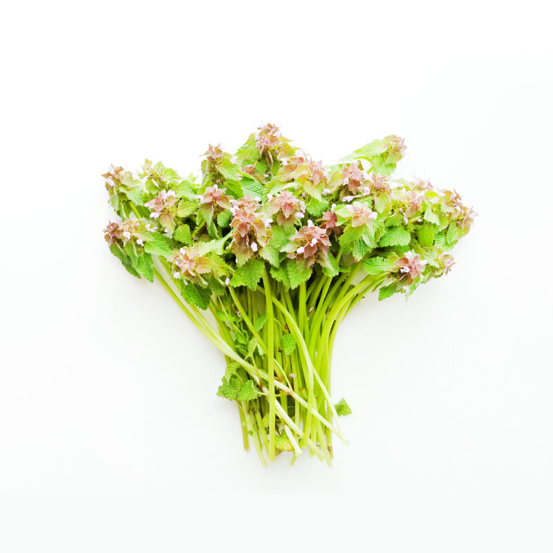 Black Horehound