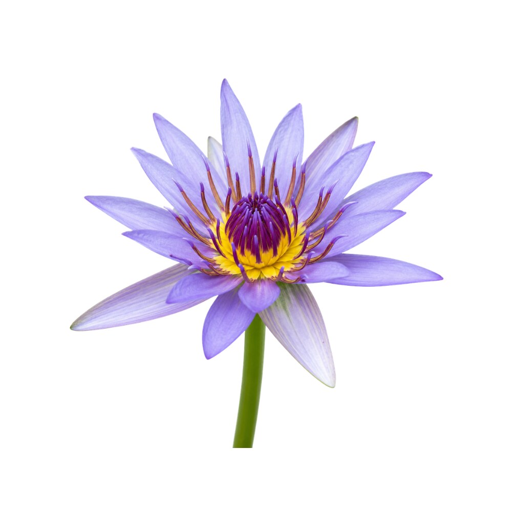 Blue Lotus Flower