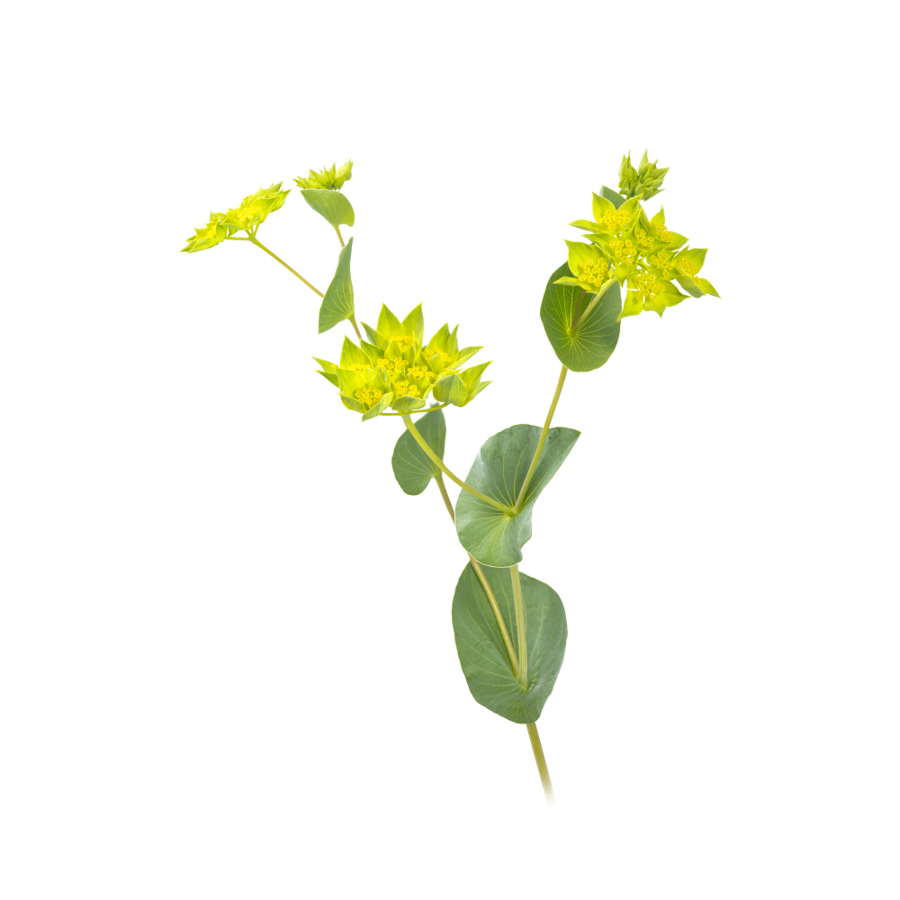 Bupleurum