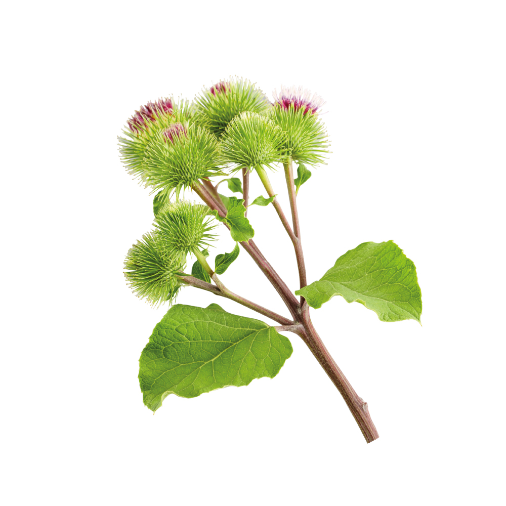 Burdock