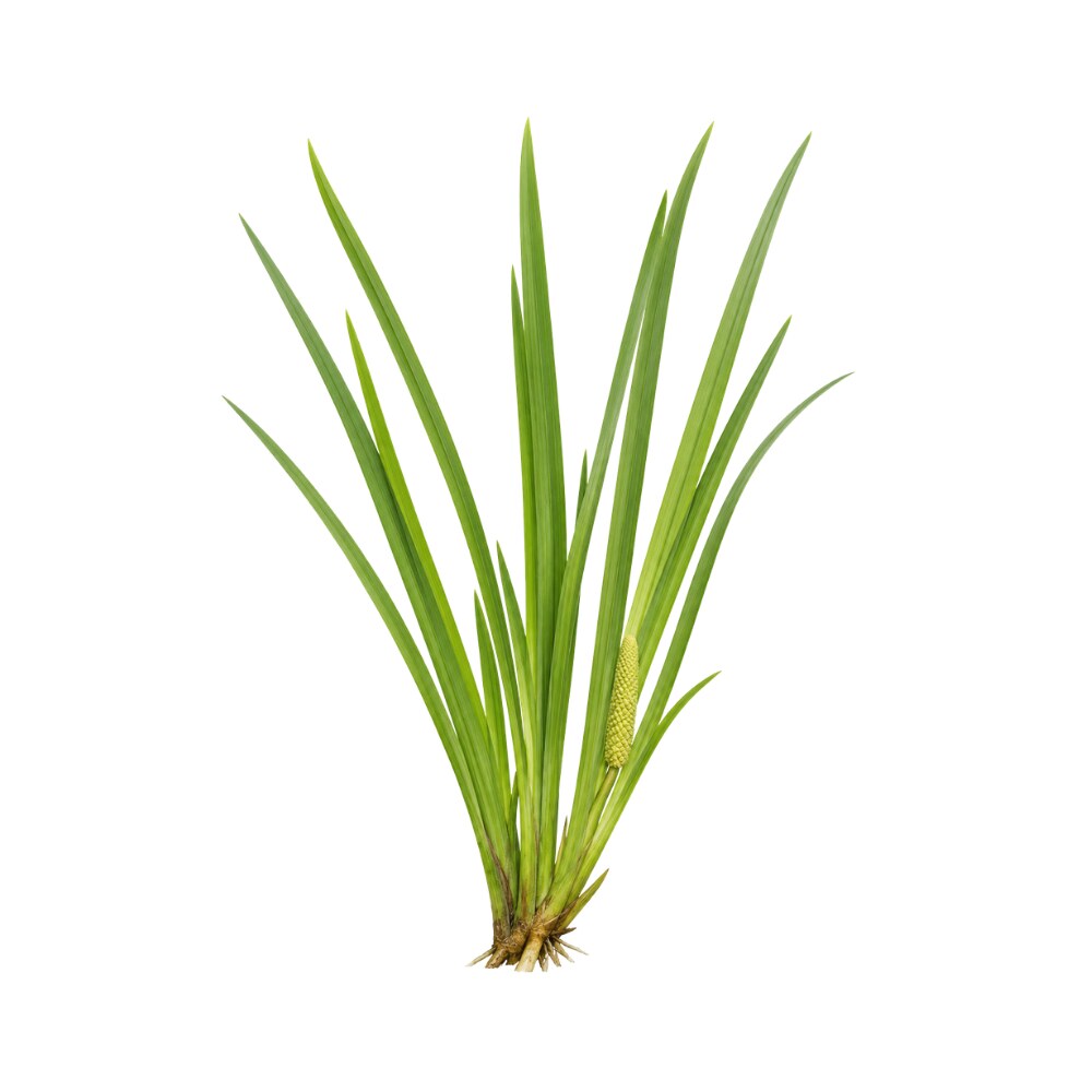 Calamus