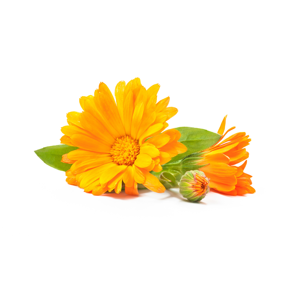 Calendula