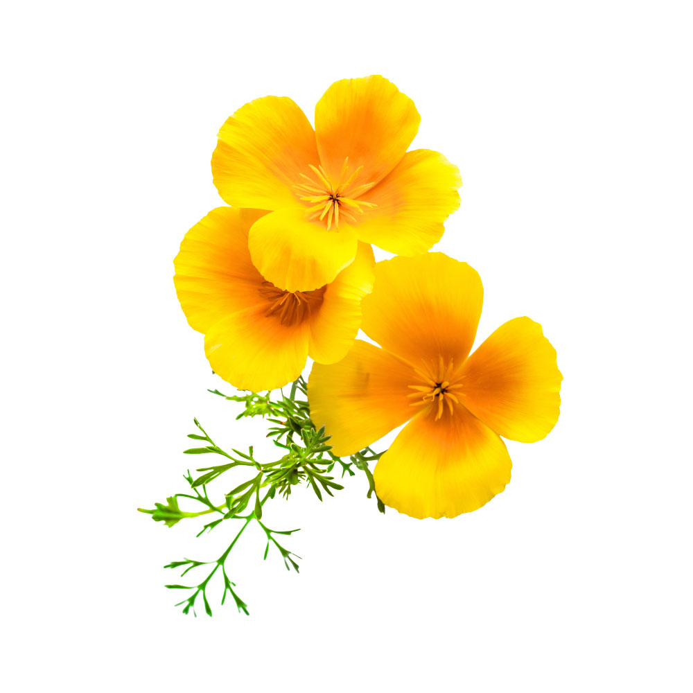 California Poppy