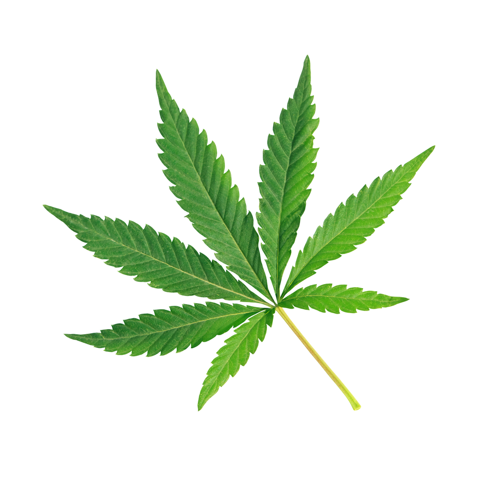 Cannabis