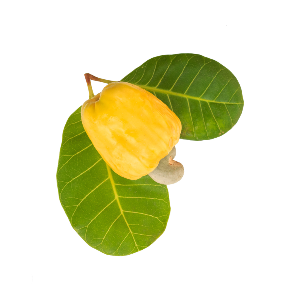 Cashew