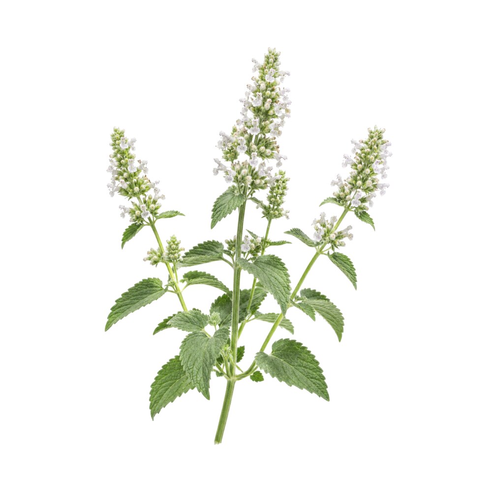 Catnip