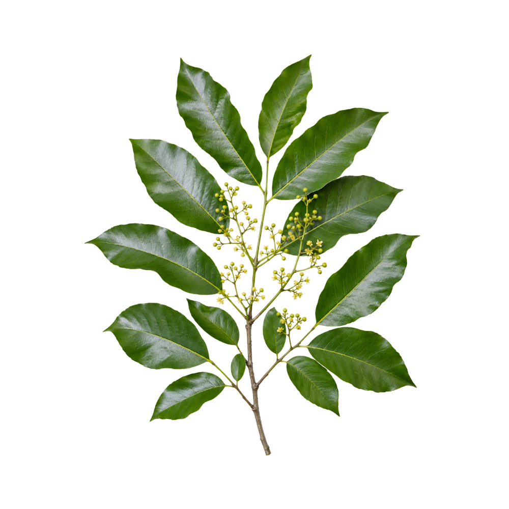 Catuaba