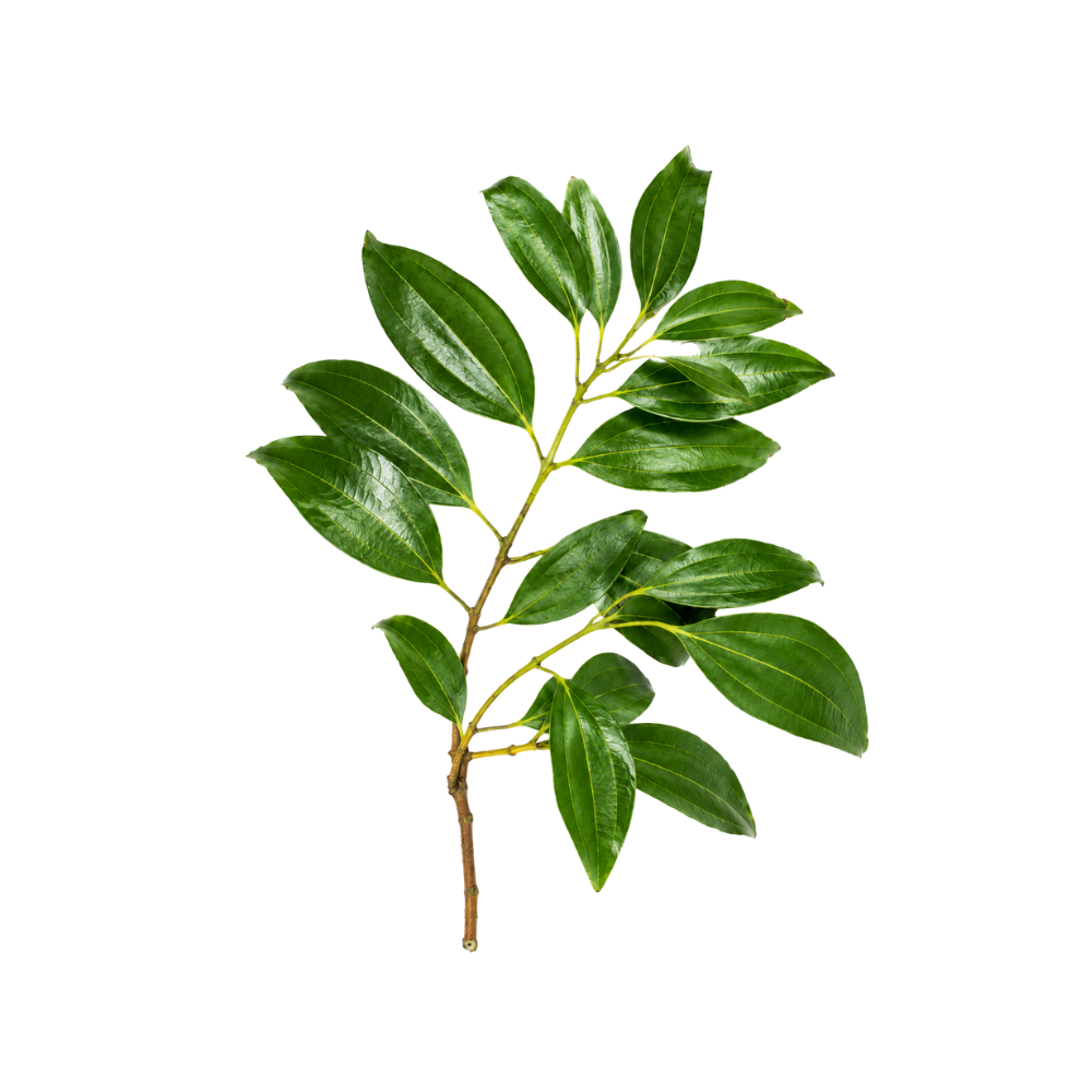 Ceylon Cinnamon