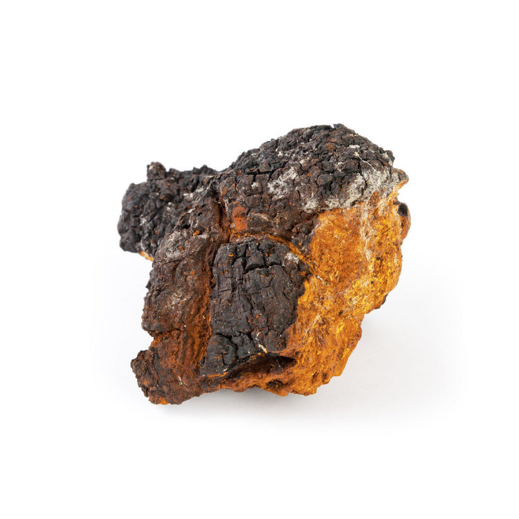 Chaga