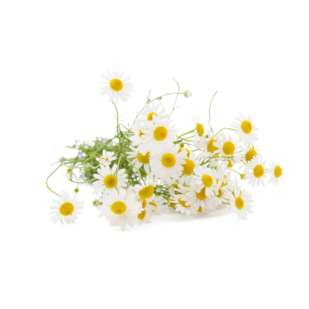German Chamomile