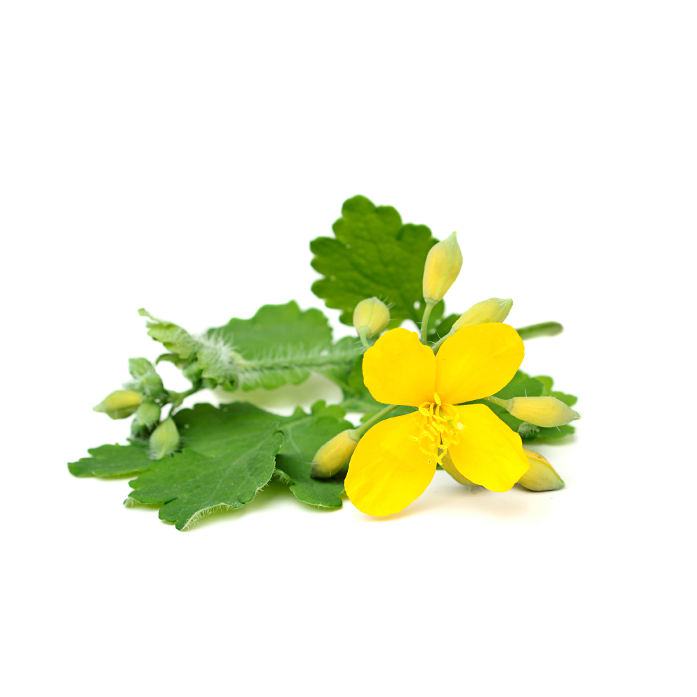 Greater Celandine
