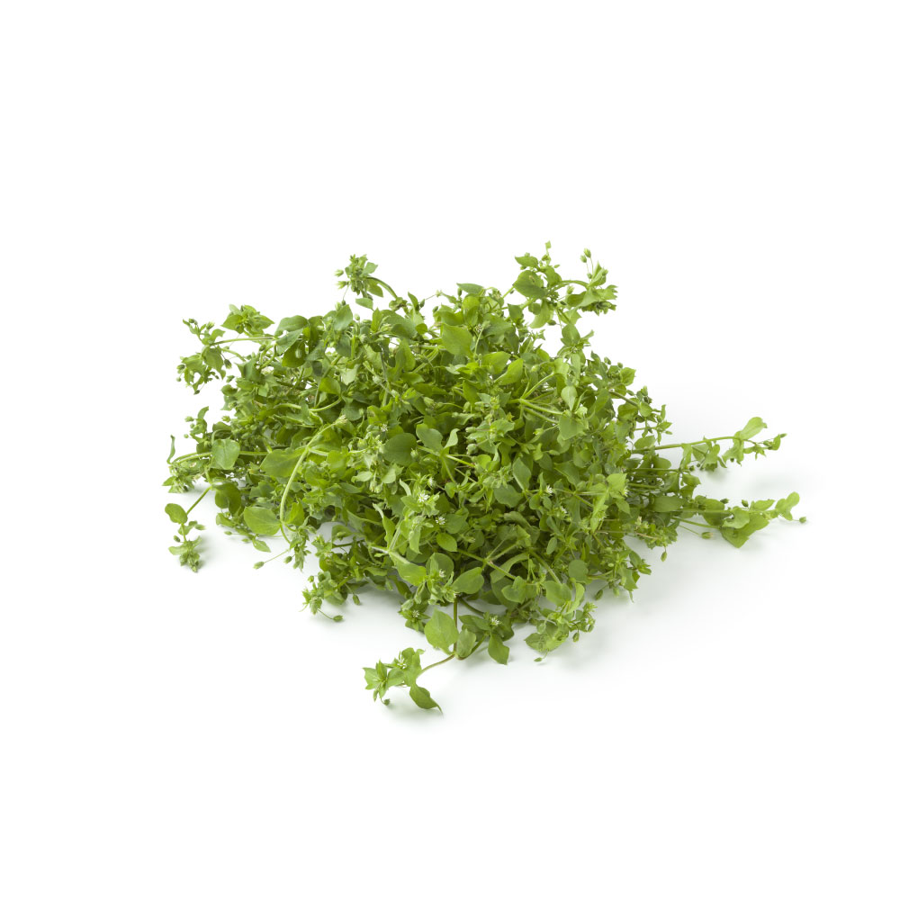 Chickweed