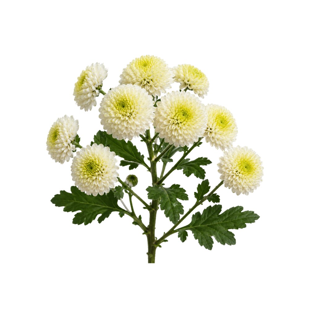 Chrysanthemum