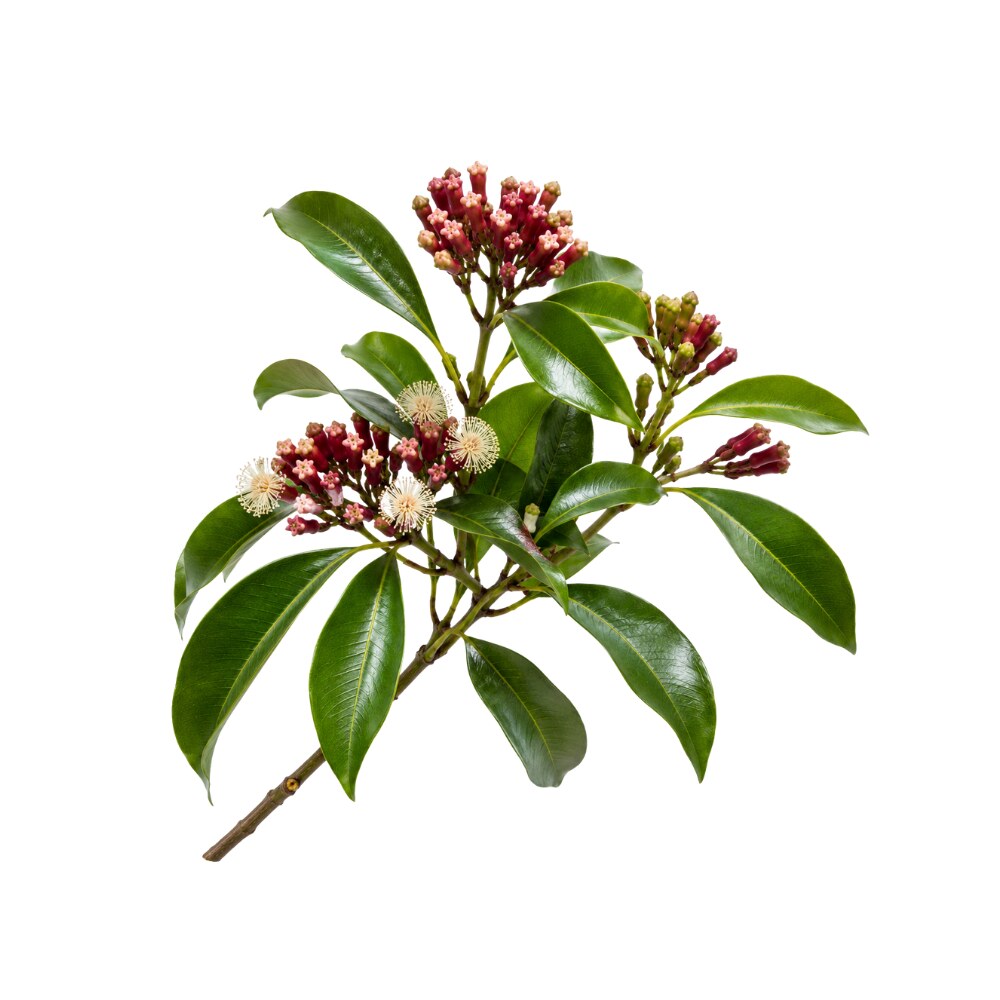 Clove