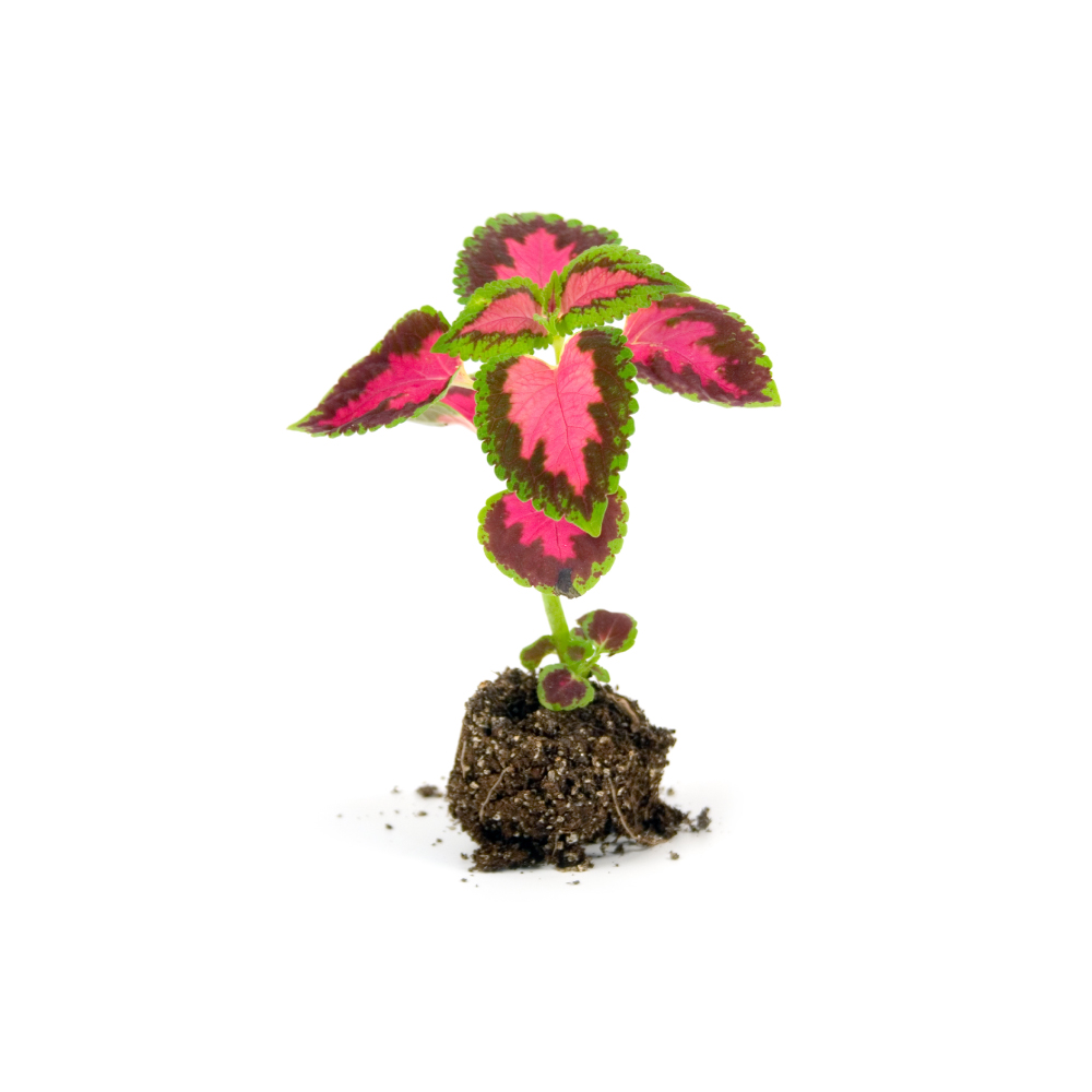 Coleus