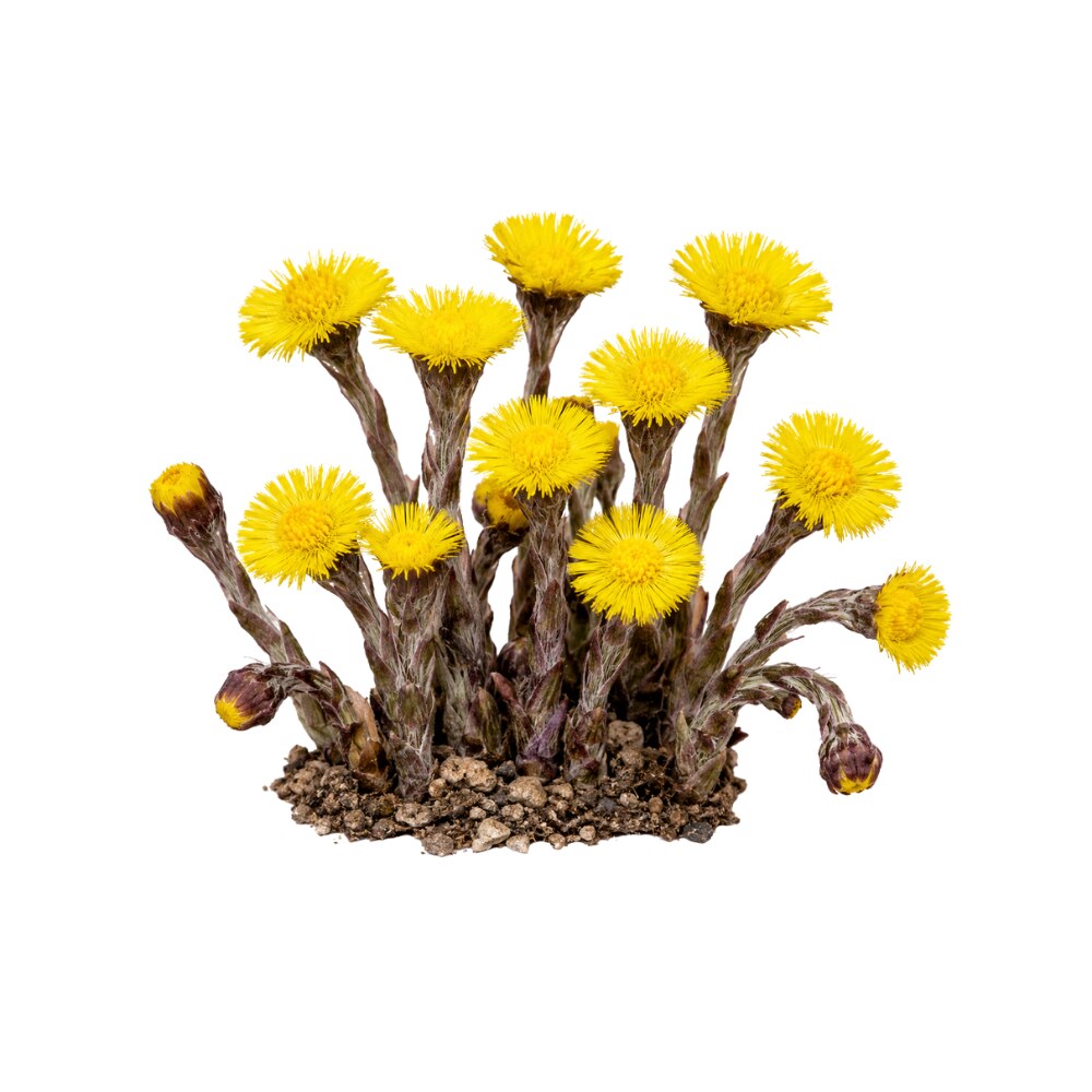 Coltsfoot