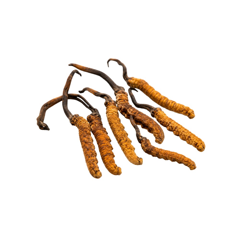 Cordyceps