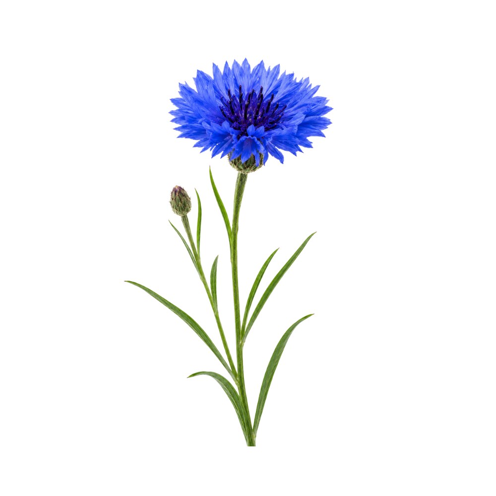 Cornflower