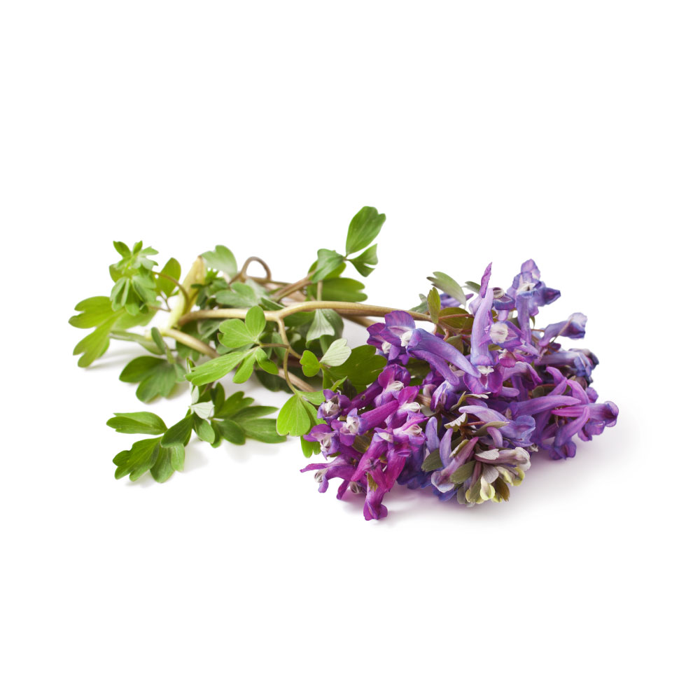 Corydalis