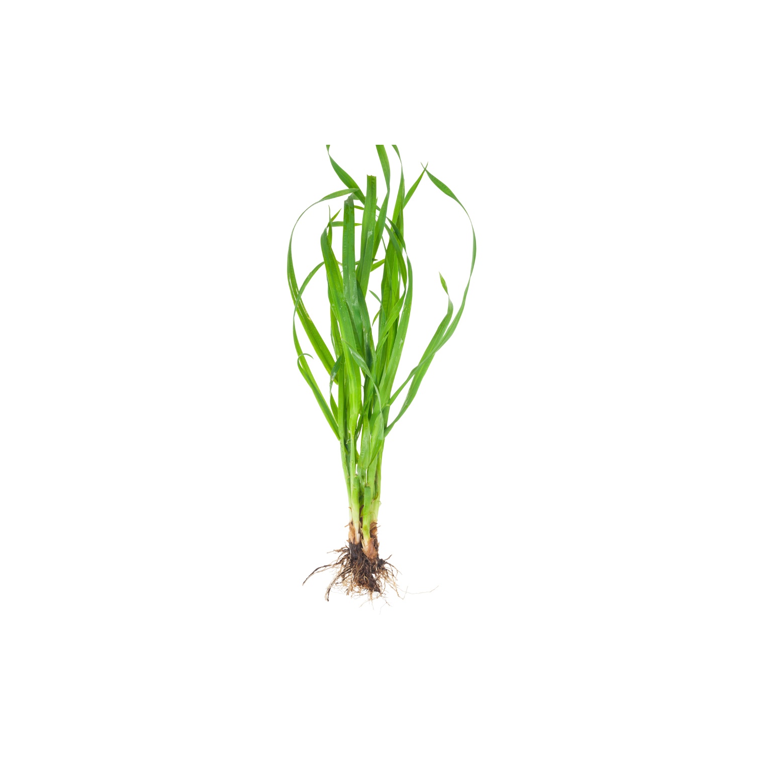 Couchgrass
