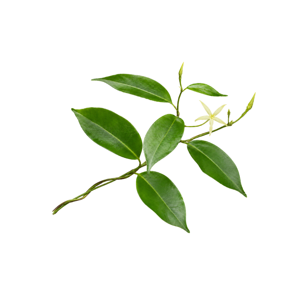 Cryptolepis