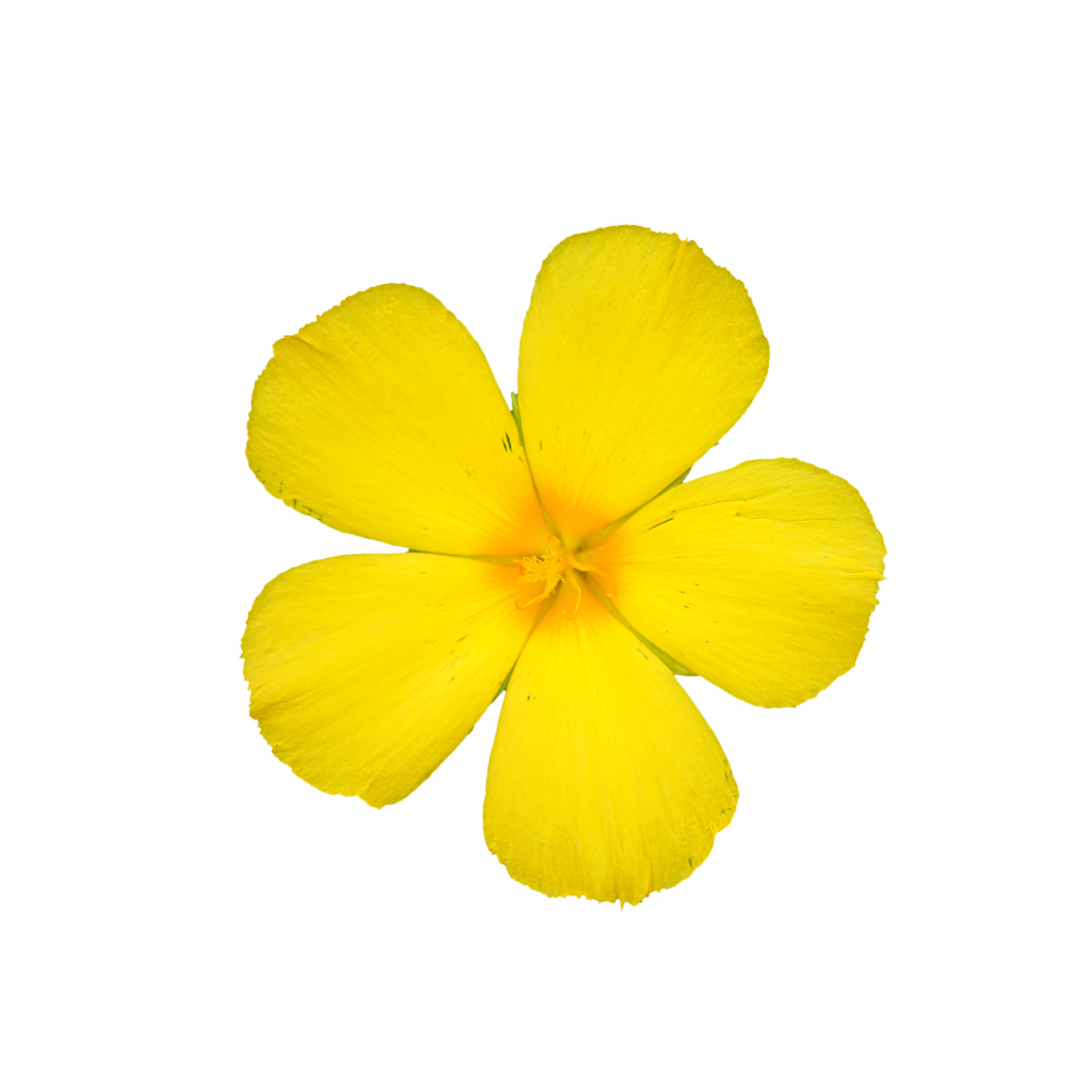  (Damiana flower) 