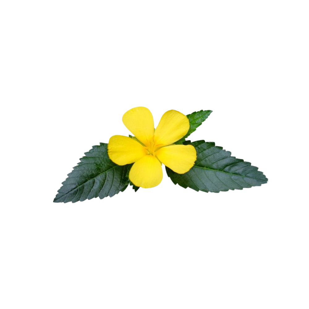 Damiana