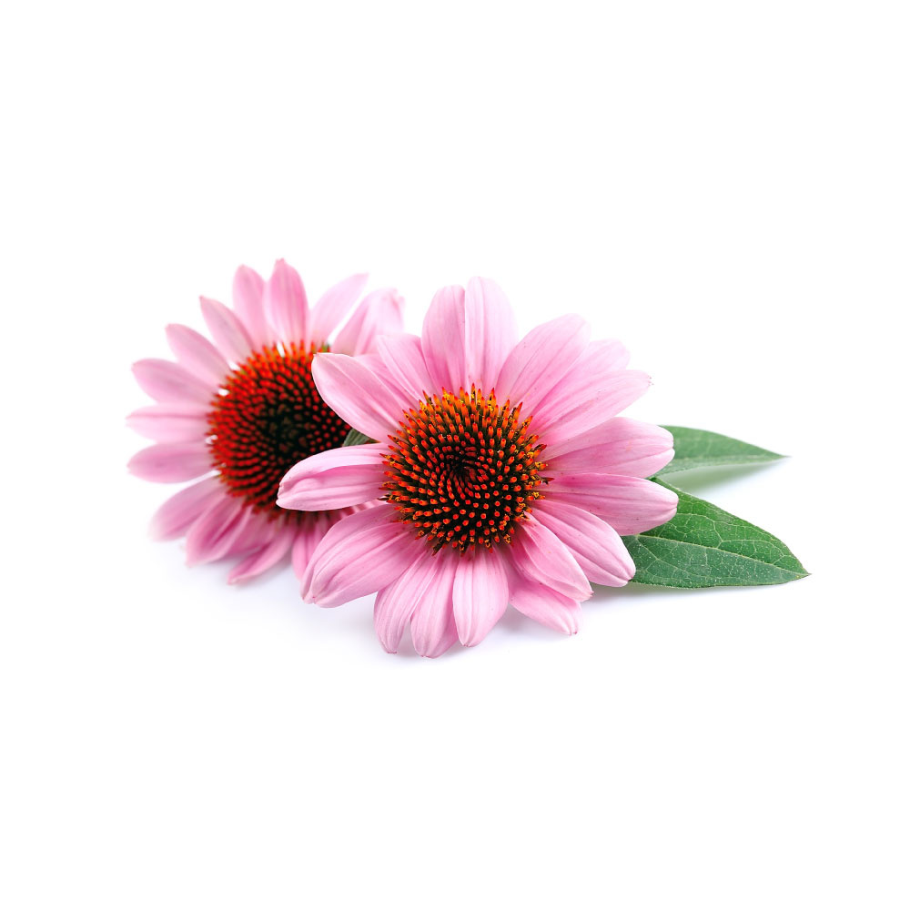 Echinacea
