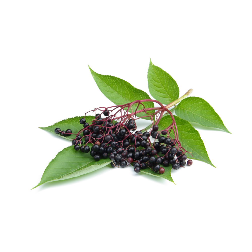 Elderberry
