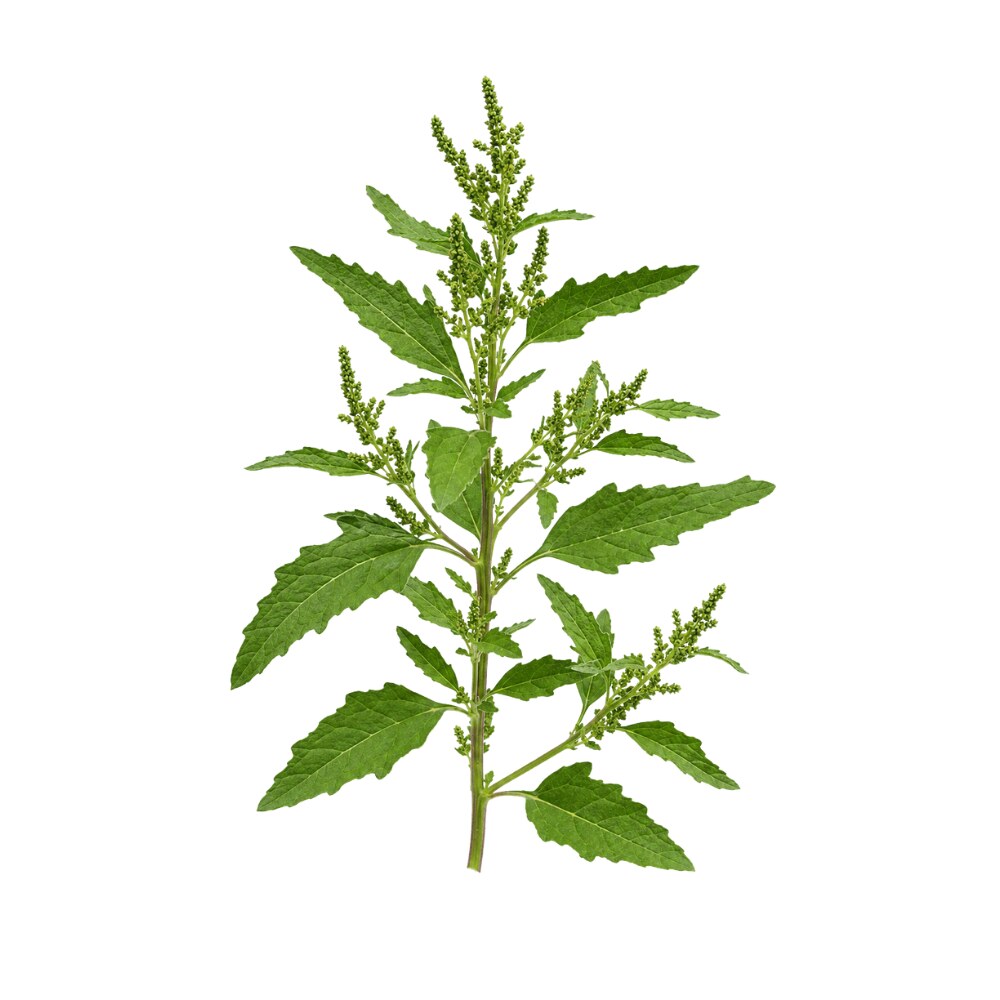 Epazote