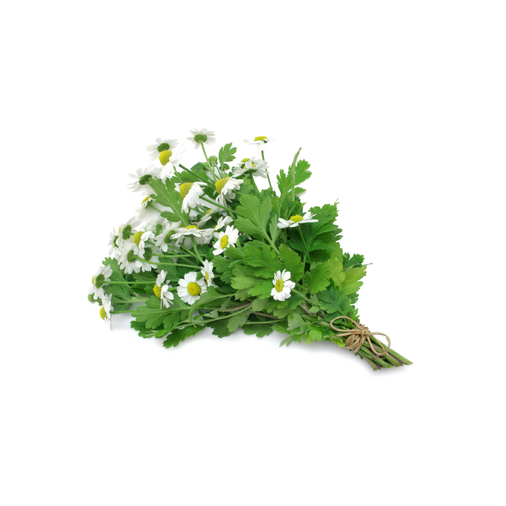 Feverfew