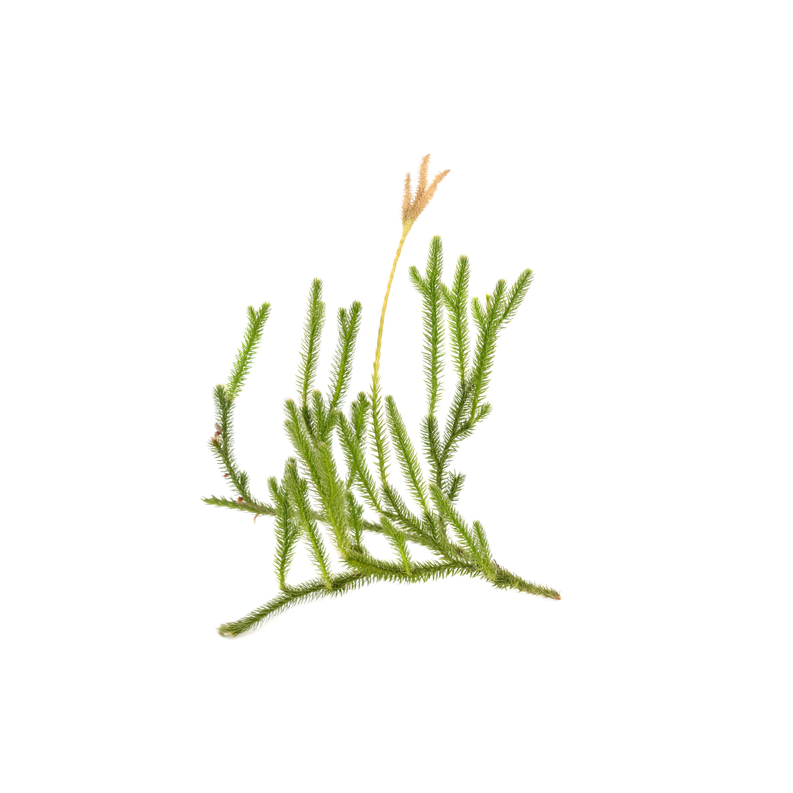 Chinese Clubmoss