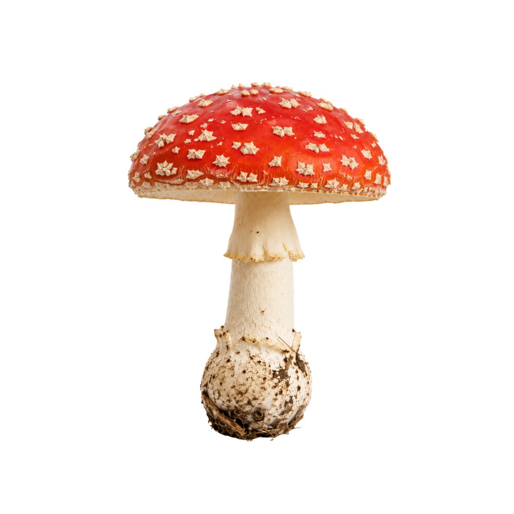 Fly Agaric