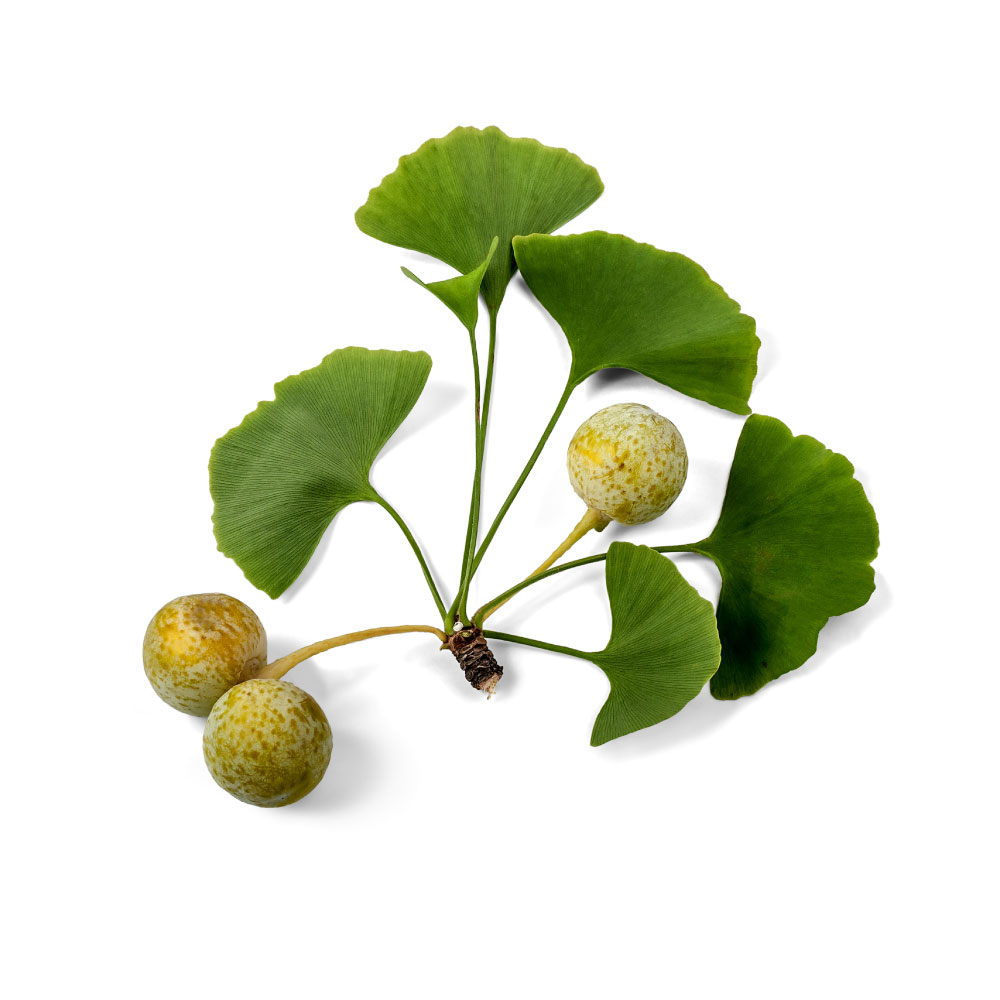 Ginkgo