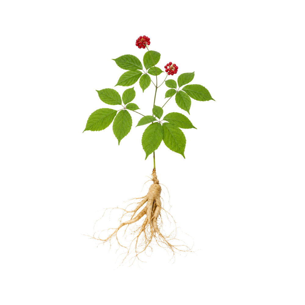 Asian Ginseng