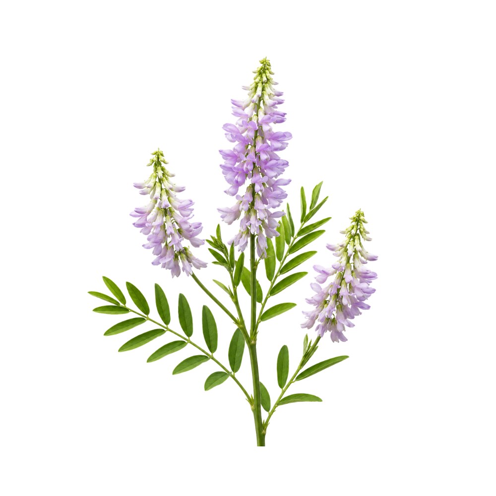Goat's Rue