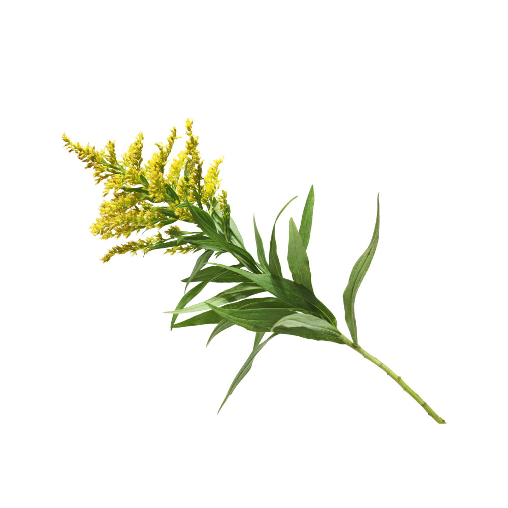 Goldenrod