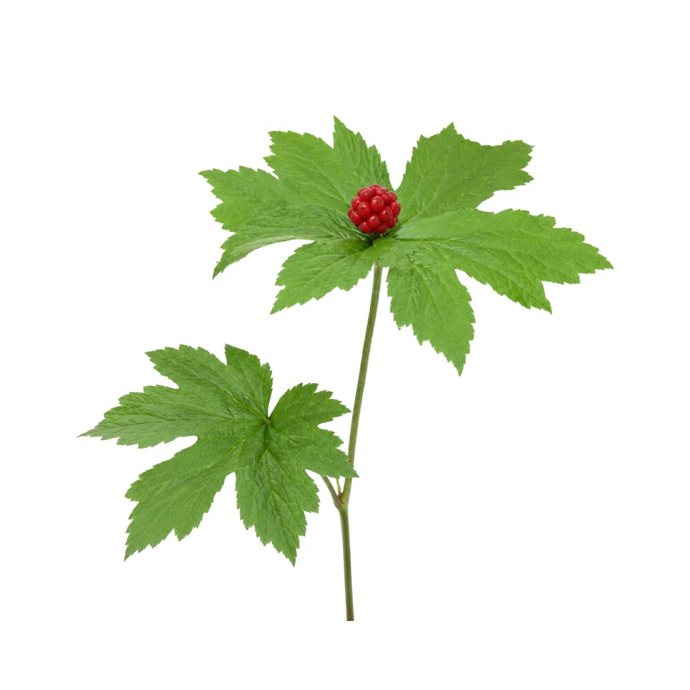 Goldenseal