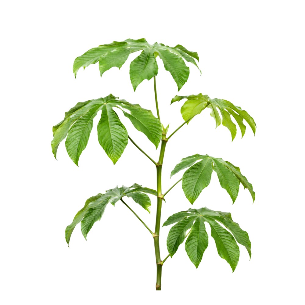 Guamura